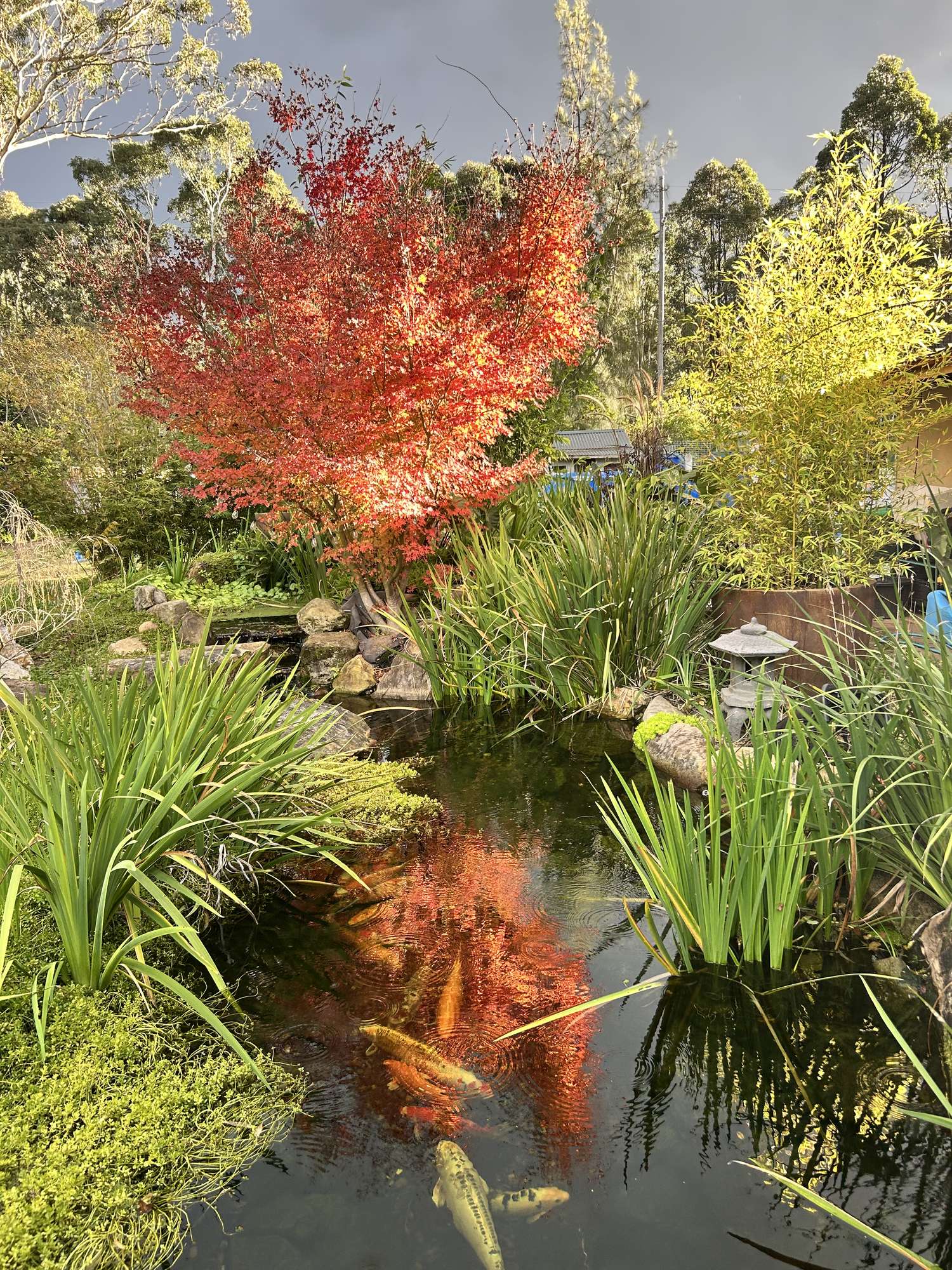 Vineyard – Dream Backyard Koi Pond
