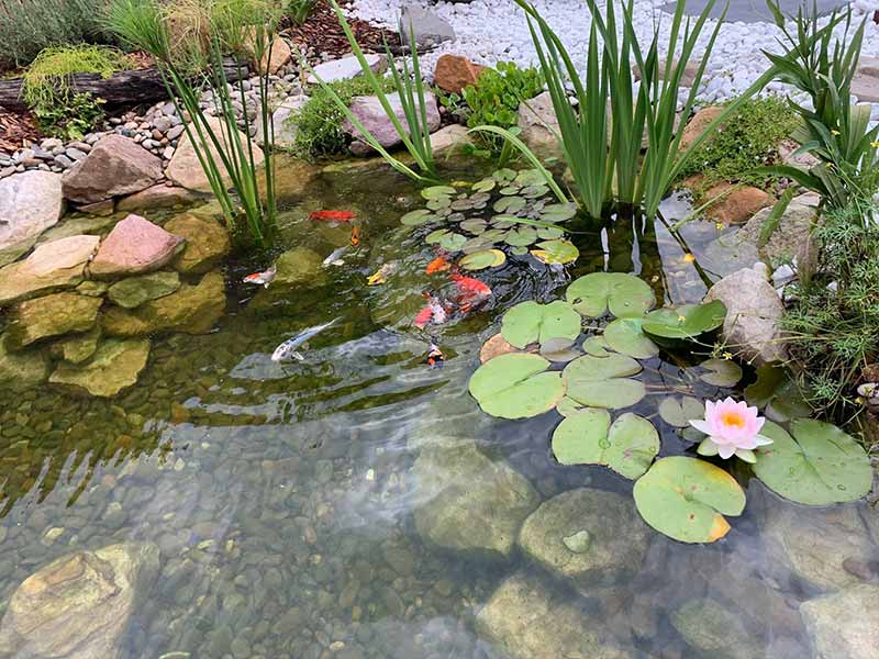 fish pond accessories sydney Abaodam 2Pcs Ceramic Floating Koi Decor Ceramic Floating Fake Fish Goldfish Koi Decor for Tank Fairy Garden Pond Decoration Best pond fish Australia